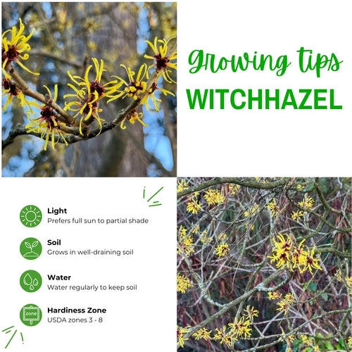 2 Witchhazel Bare Root Plant Live, Yellow Flowering Bushes, 12-16'' Tall, Witch Hazel Plant for Outdoor Garden
