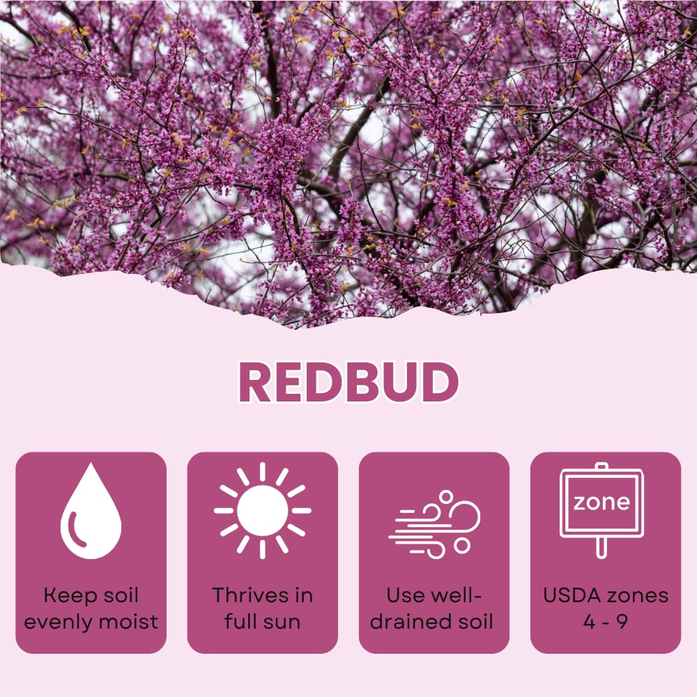 Red Bud Trees Live Plants, Redbud Plant Live, Pink Blooms, 1-2 Feet Tall, Redbud Tree for Outdoor Planting