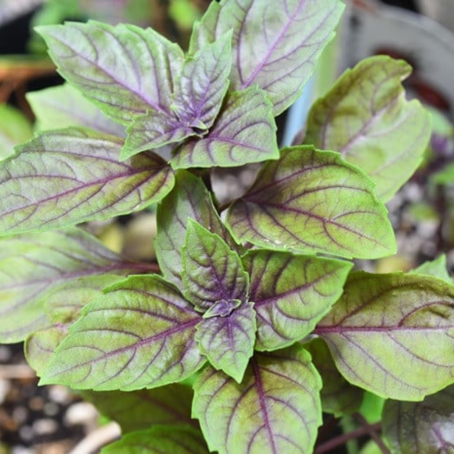 2 Blue Basil Plants Live, Herb Plant Live, Basil Live Plant Well Rooted from 3 to 7 Inc in Height