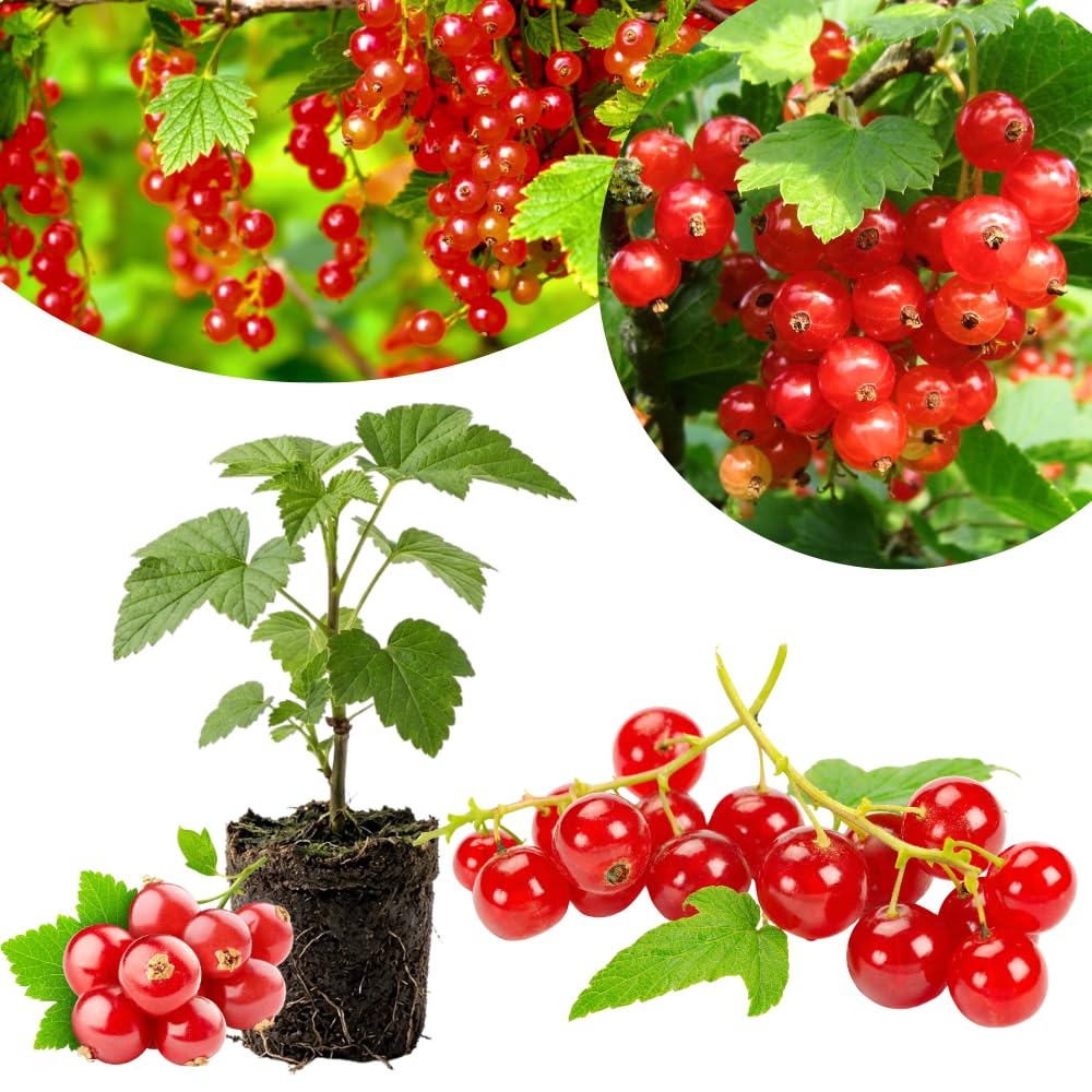 Red Currant Plant Live, Currant Bush, Fruit Bearing Berry, 3-6" Tall