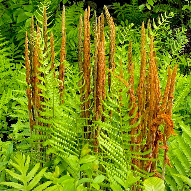 Set 5 Cinnamon Ferns Bare Roots, Ferns Live Plants 4-6 Inches, Hardy Ferns for Shade for Outdoor Garden