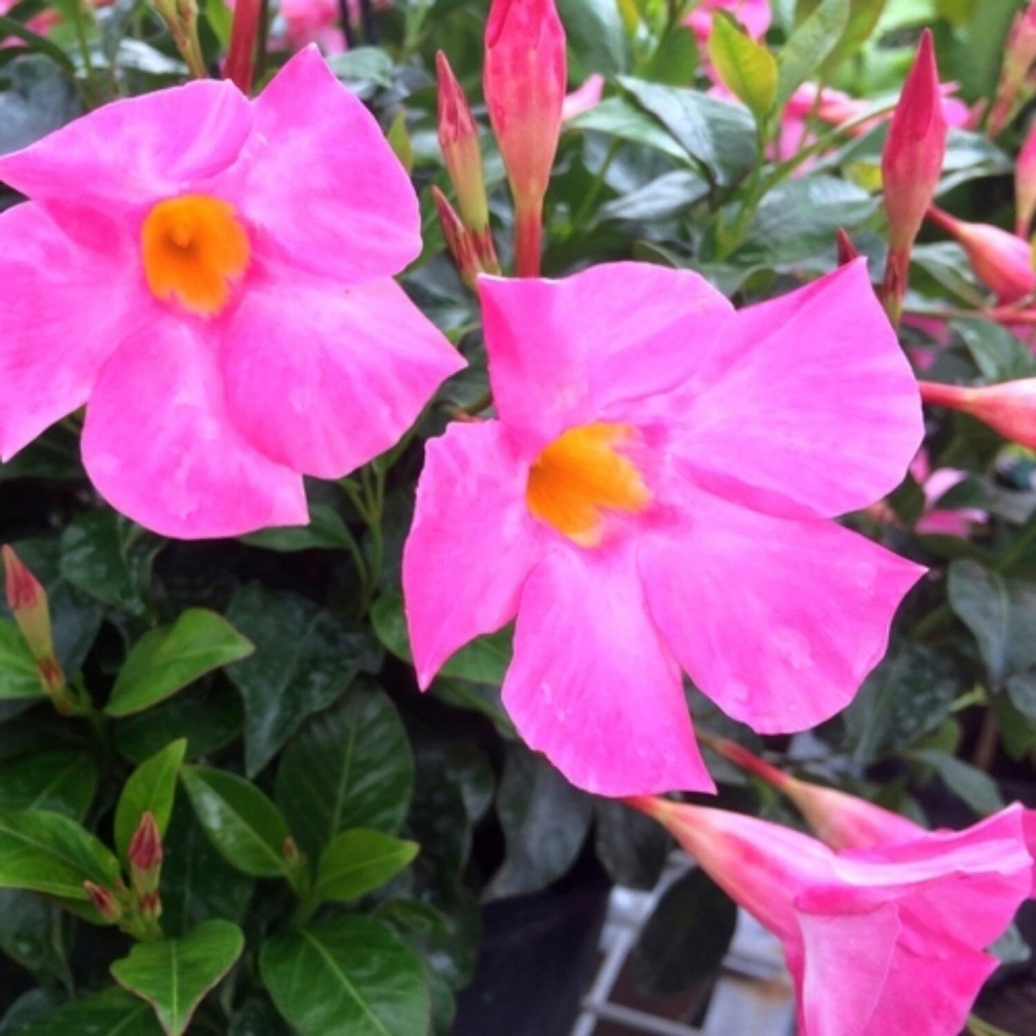 2 Mandevilla Live Plant Vine, Mandevilla Plants Live 5 to 8 Inc Tall Plant Growing Perennial Flowers (Pink)