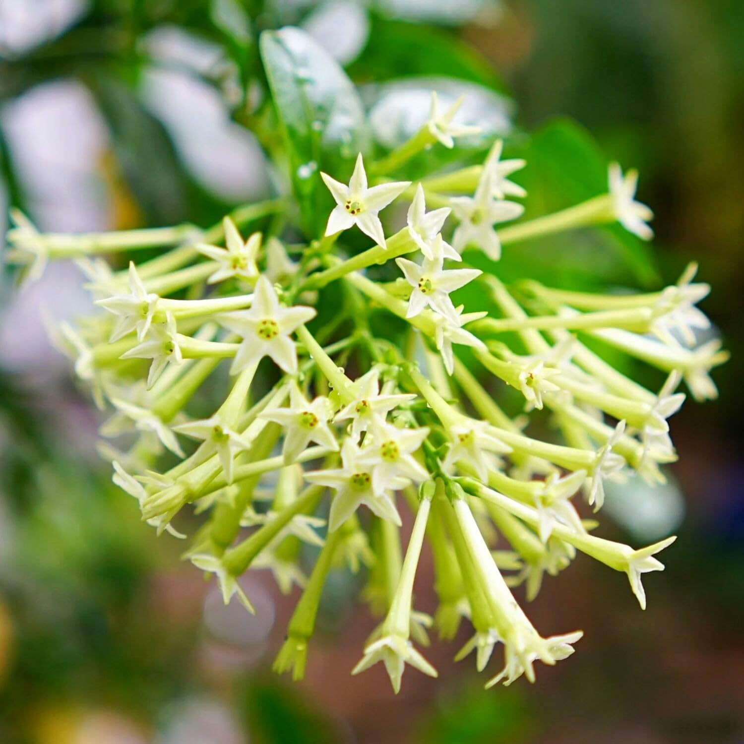Pack 3 Live Night Blooming Jasmine Plants, Size 4-8'' Tall Well Rooted Starter Plant, Fragrant Jasmine Flowers Plant for Garden or Containers