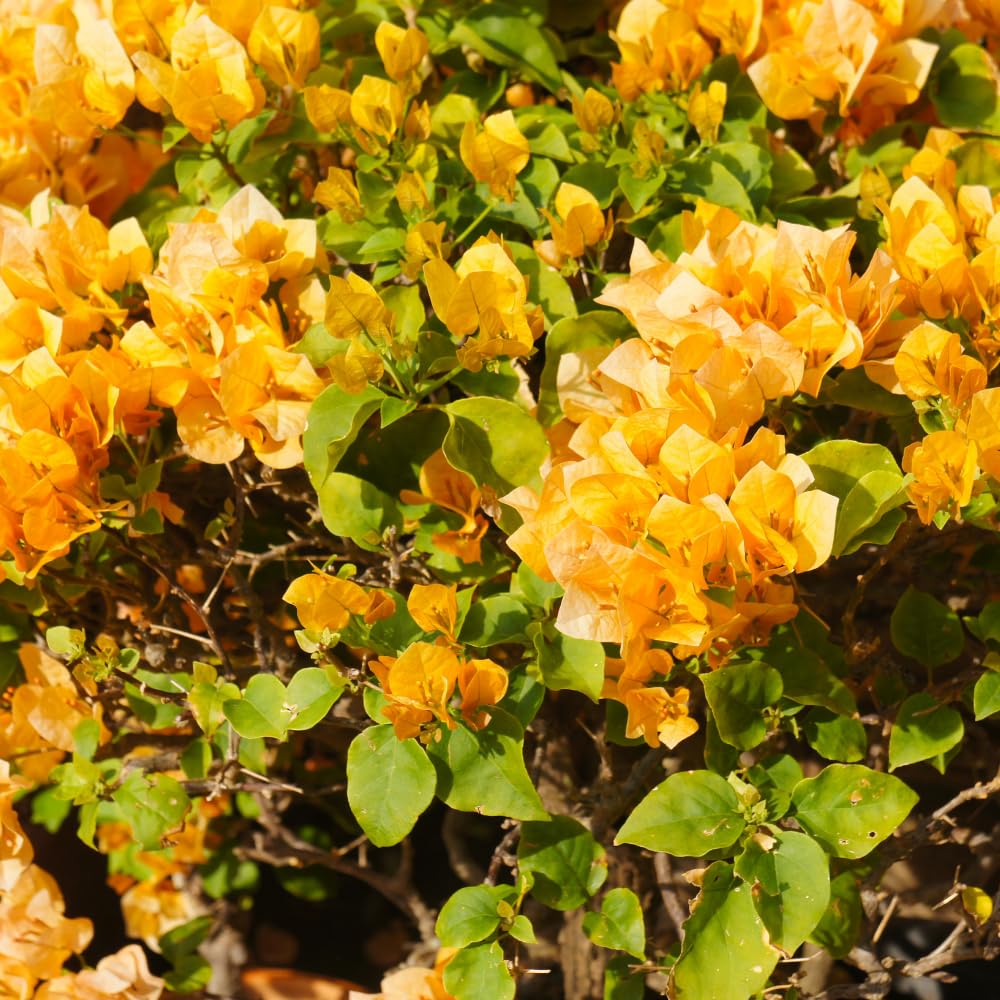 Set 4 Bougainvillea Plant Live for Planting, Bougainvillea Flowers Trees Live Plants Vines Garden Outdoor