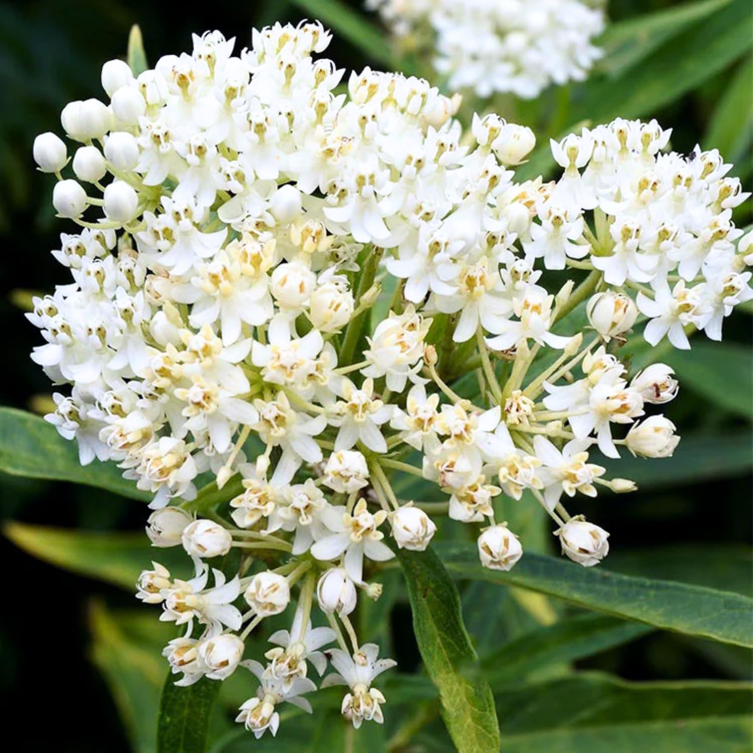 2 Butterfly Milkweed Plants Live, Tropical Milkweed Live Plants, Asclepias Tuberosa Plants, 4-9" Height for Outdoor Planting (White Milkweed)