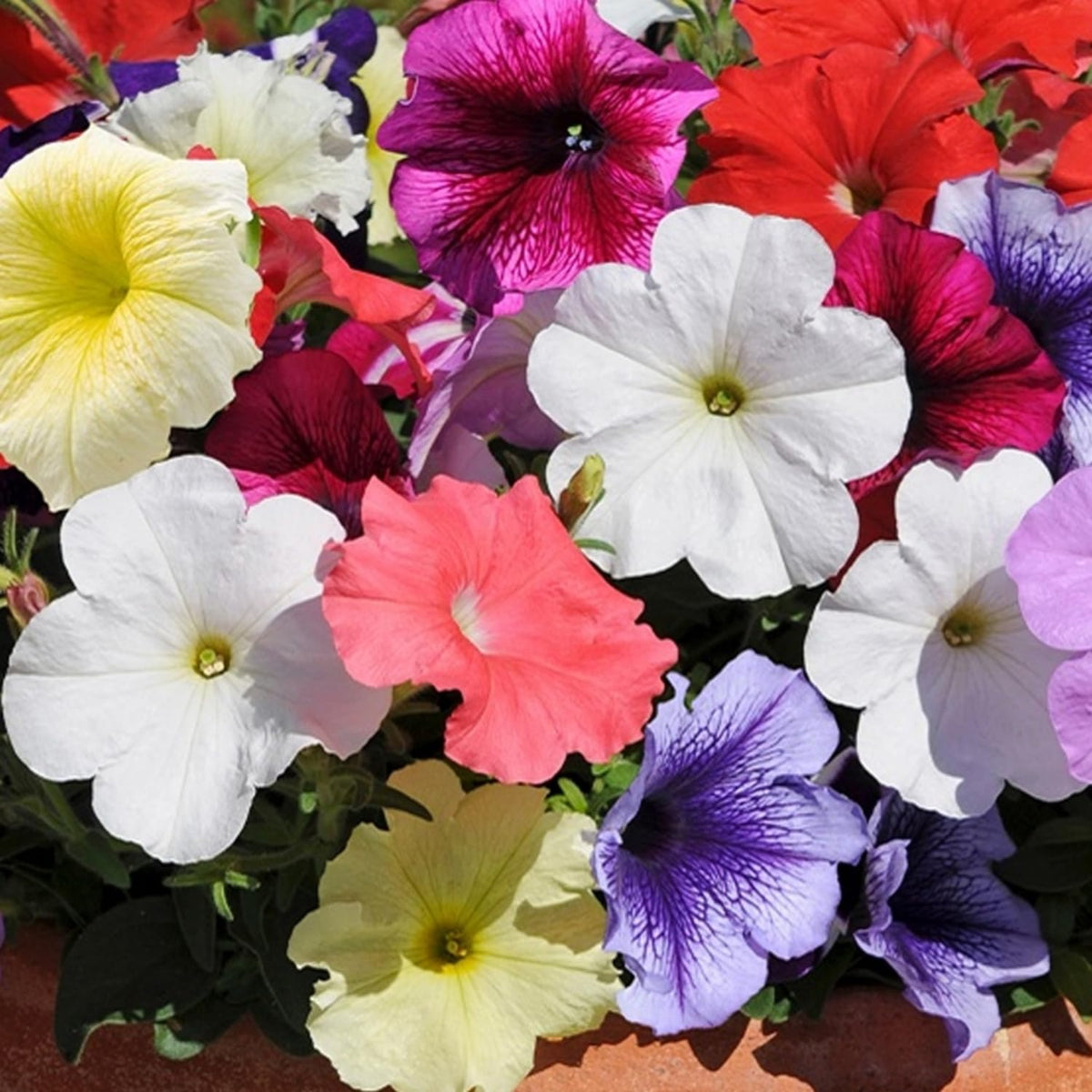 4 Petunia Live Plants, Mix Petunia Flowers, 5-9 Inch Height, Stunning Blooms