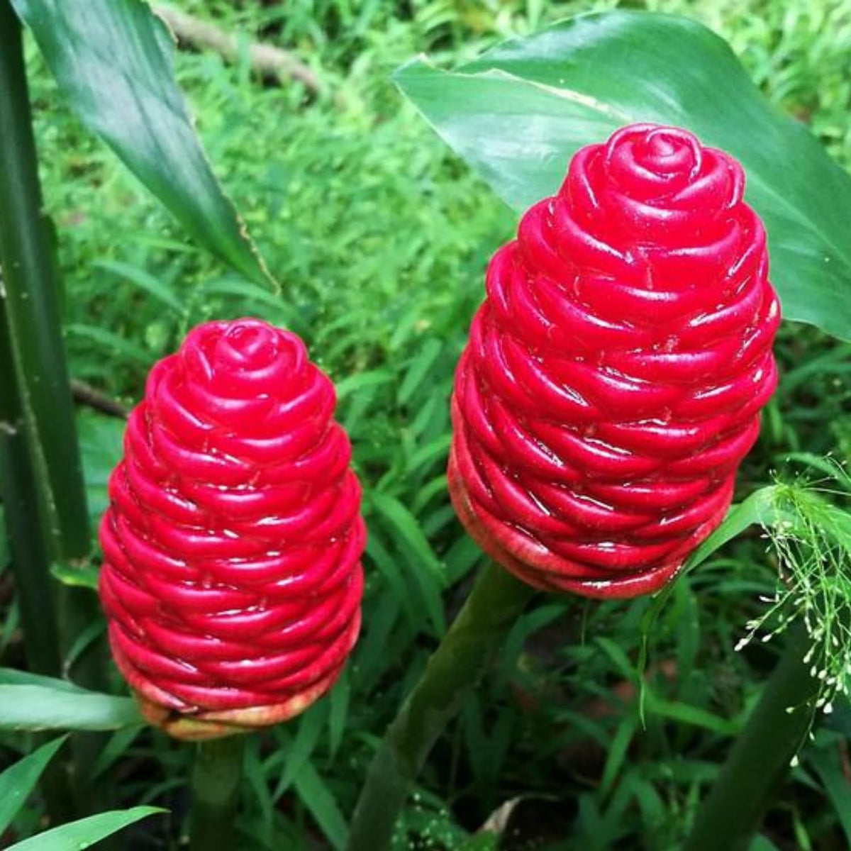 10 Shampoo Ginger Roots, Awapuhi Zingiber Zerumbet Pinecone Ginger Rhizomes, Cold Hardy Ginger Lily Flowers