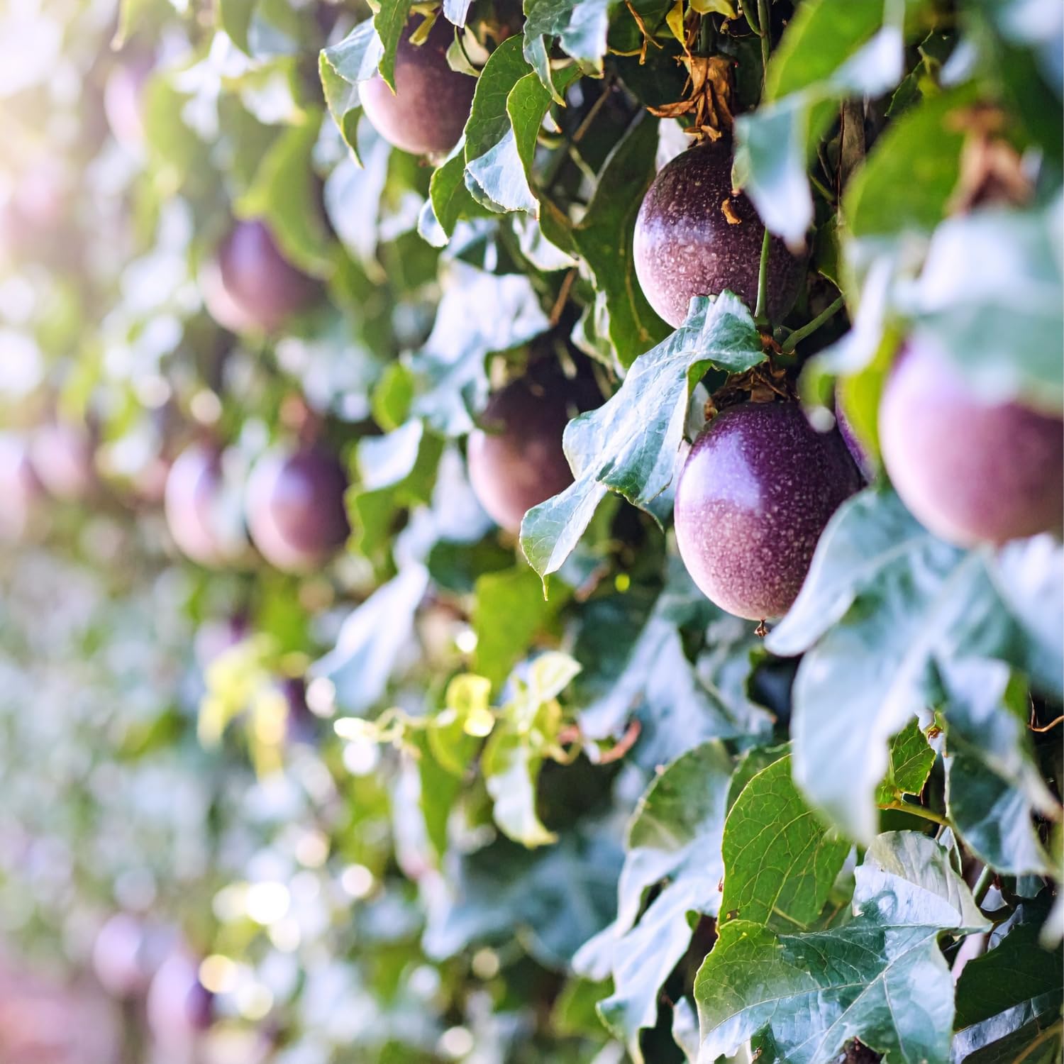 Purple Possum Passion Fruit Plant Live, Passionfruit Vine Plant, Perennial Fruit Vine, 4 to 7 Inc Heights, Outdoor Planting