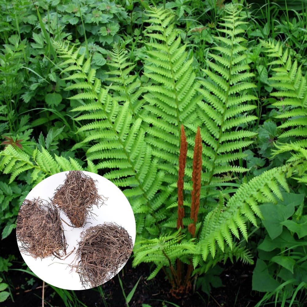 5 Live Ferns Roots for Outdoors, Green Ferns Live Rhizomes Outdoor Indoor, 3 to 5 Inc Tall for Gardening