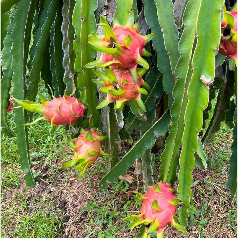 Set 2 Sweet White Dragon Fruit Plant 1 ft Tall, Live Dragon Fruit Tree in Pot, Fruit Tree for Your Garden