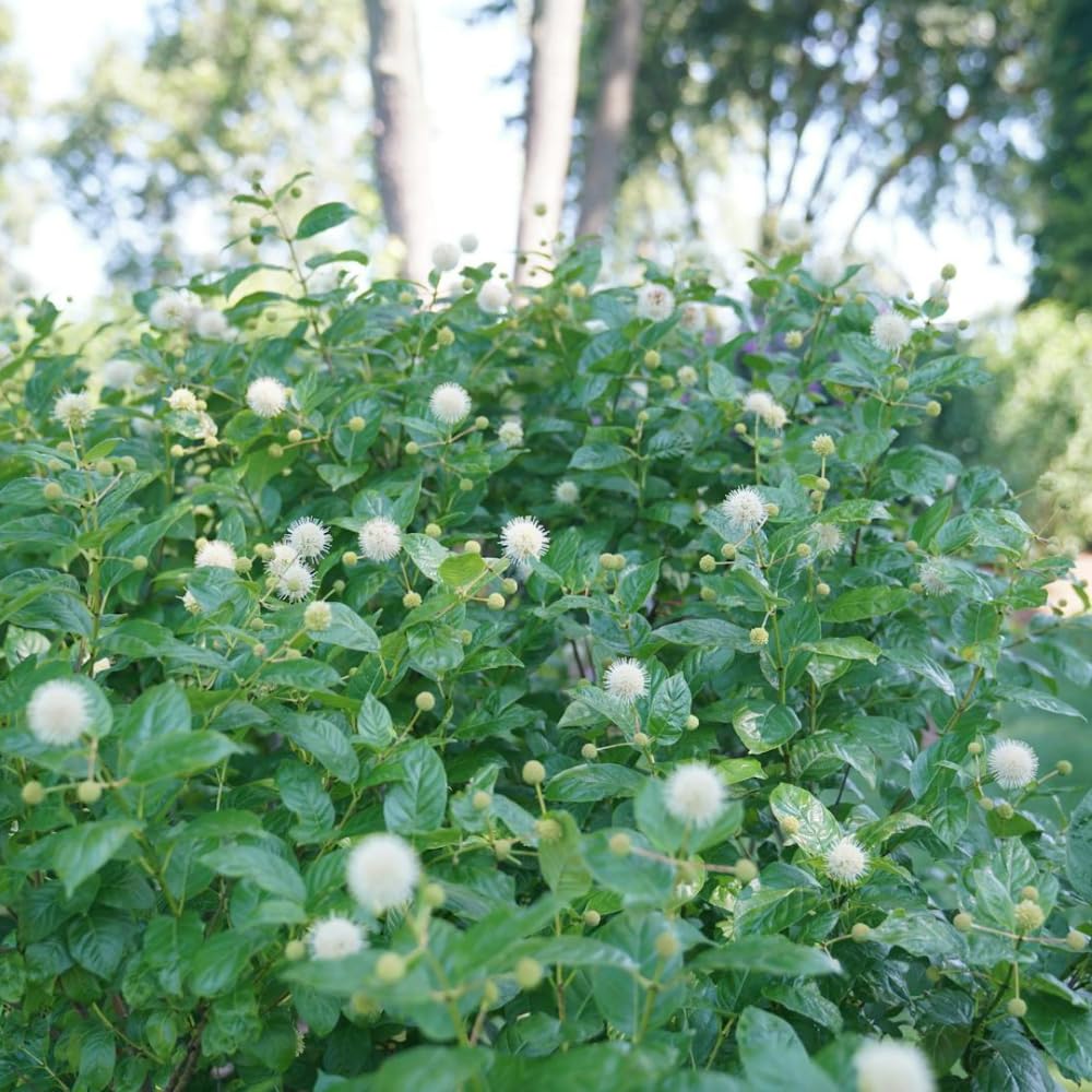 2 Buttonbush Plants Live, 1-2 Feet Height, White Button Bush Shrub for Planting
