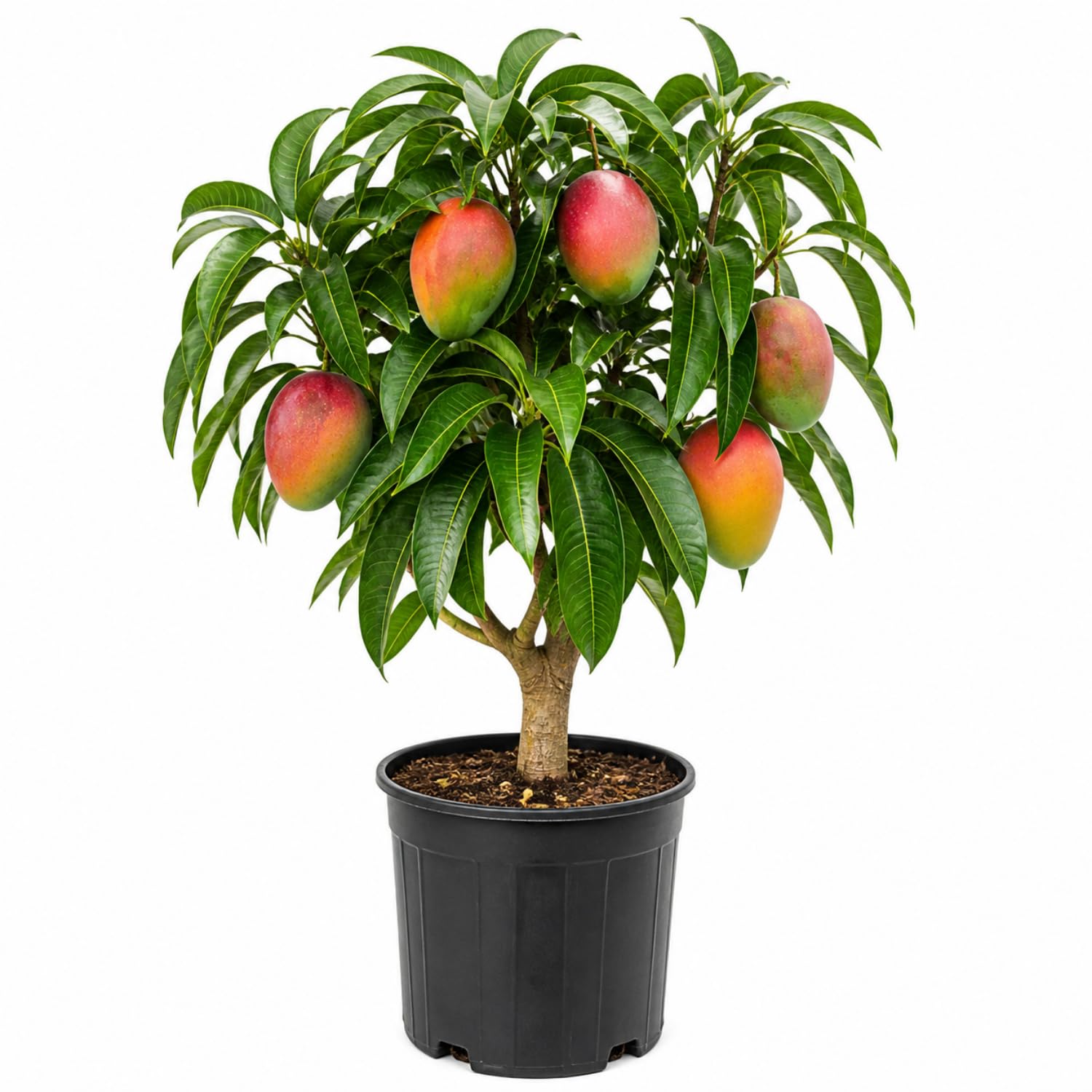 Mango Tree Live Plant 2.5-3 Ft Tall, Tropical Fruit Tree for Garden Planting, Outdoor Mango Plant in 5 Gallon Pot, No Ship to CA (Red Yellow Mango)