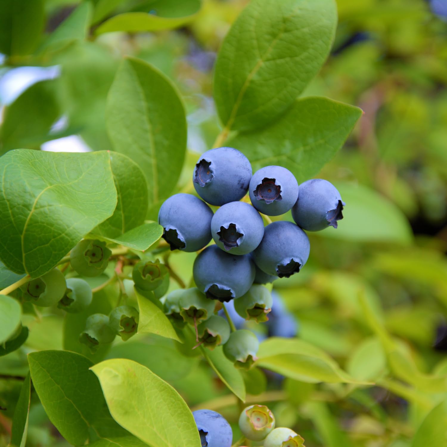 Blueberry Plant Live 1-2 Ft Tall, Fruit Bearing Already, Sweet Blueberries Fruit Tree for Garden, Patio, and Container Growing, 1 Gallon Pot (Austin Blueberry)