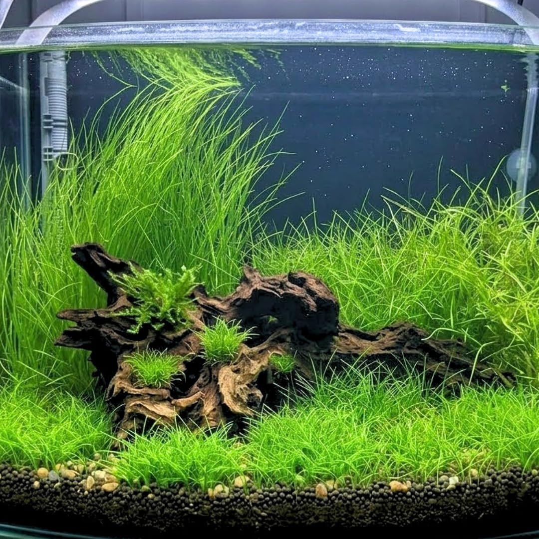 Dwarf Hairgrass Aquarium Plant Live for Growing