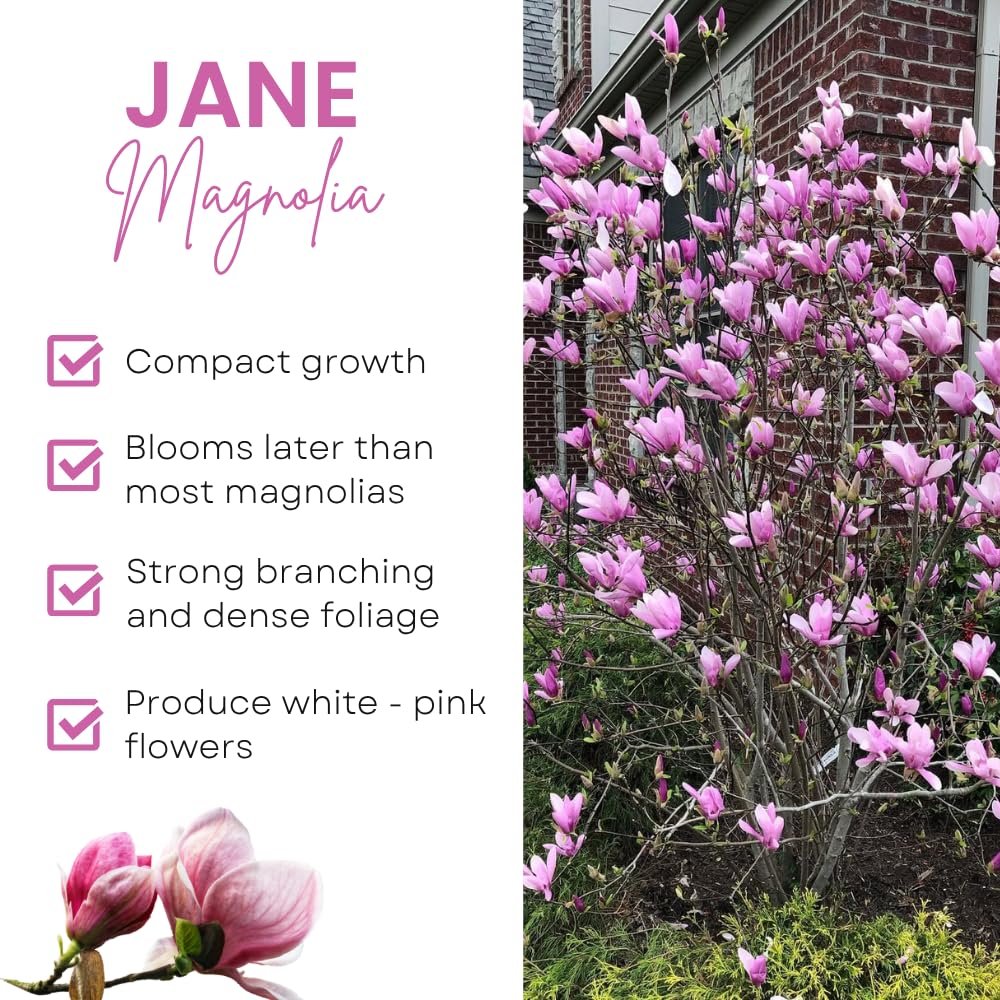 Jane Magnolia Trees Live Plants, Magnolia Tree Live, 3 Gallon Pot, 3 Feet Tall, Pink Magnolia Flowers Tree for Outdoor Garden, Landscaping, No Ship to CA