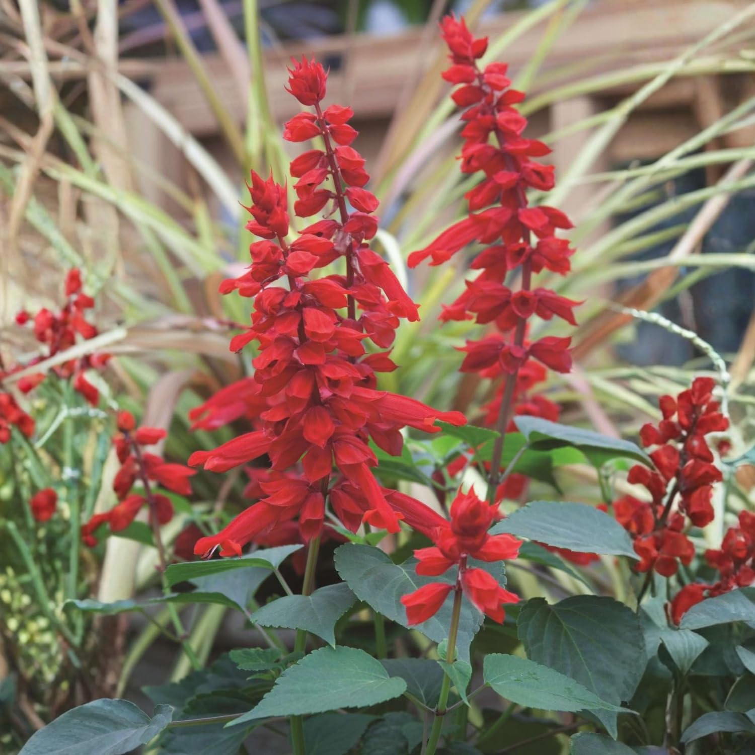 Set 3 Salvia Plants Live, Well Rooted 4-6 Inches, Vibrant, Fragrant Flowering Shrubs for Garden or Containers (Bright Red)