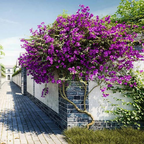 3 Blueberry Ice Bougainvillea Plants Live, 4-8” Tall Flowering Bougainvillea Vines, Tropical Climbing Plants for Garden or Containers, No Pot