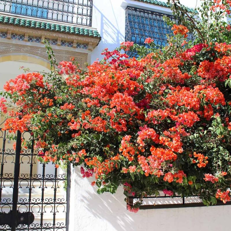 3 Orange Bougainvillea Plants Live, 4-8” Tall Flowering Bougainvillea Vines, Tropical Climbing Plants for Garden or Containers, No Pot
