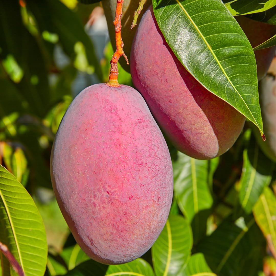 Mango Tree Live Plant, Sweet Mango Plant, Tropical Fruit Tree in 3 Gallon Pot for Outdoor Planting (Red Mango)