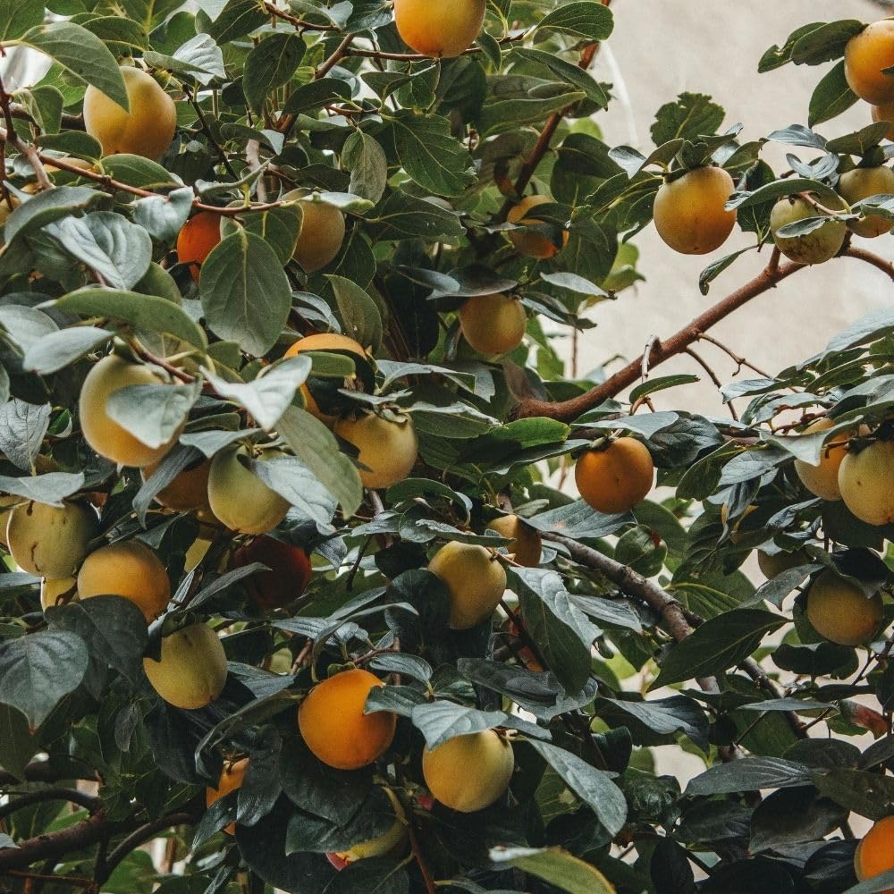 Set 2 American Persimmon Live Plant, 6-10 Inches Tall, in Quart Pot, Sweet Persimmon Plant, Fruit Bearing Tree for Outdoor Garden, Backyard, Landscaping, Dormant in Winter