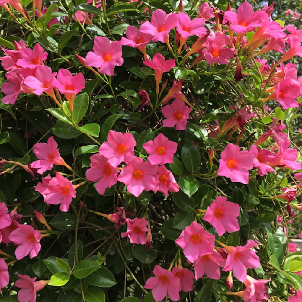 Pink Mandevilla Plants Live, 2 Plant, Mandevilla Vine Plant Growing Indoor and Outdoor from 4 to 6 Inc Tall