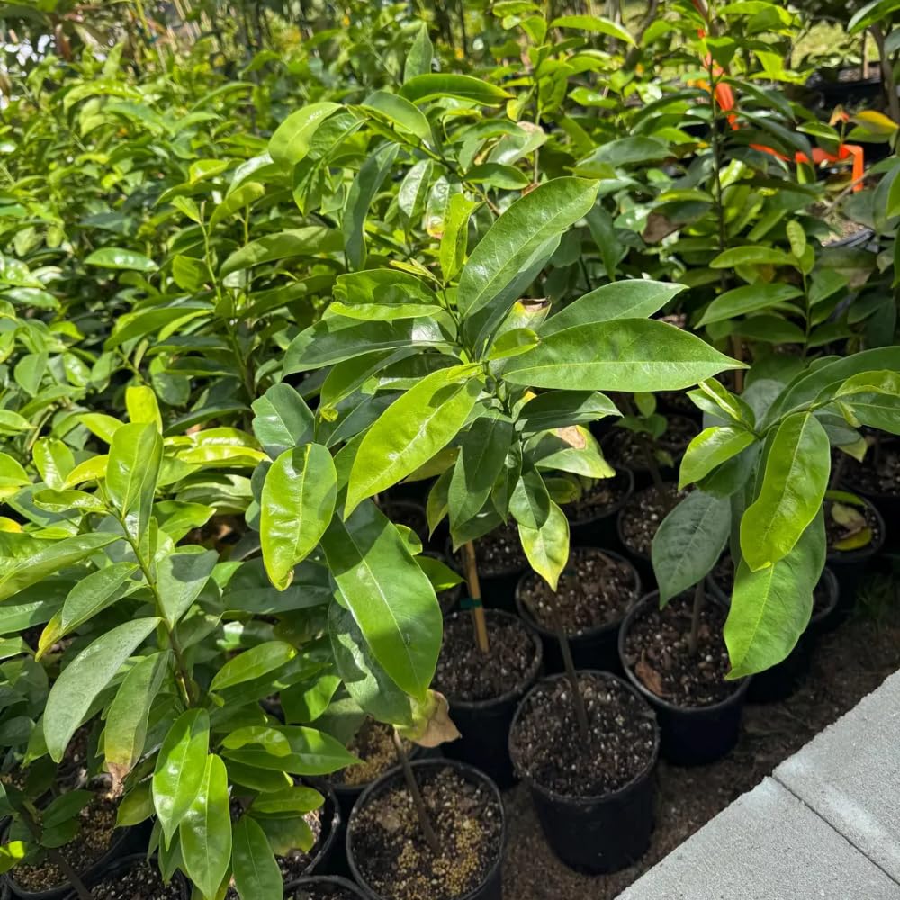 Soursop Tree, 2-3 Ft Tall Grafted Soursop Tree Live Plant in Gallon Pot, Tropical Guanabana Trees, No Ship to CA