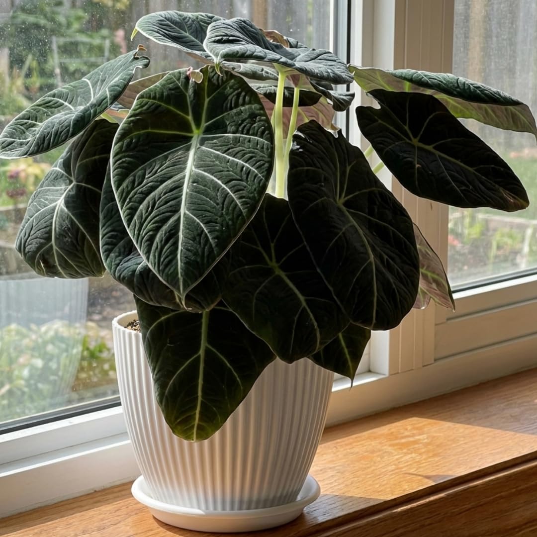 Live Alocasia Plant, Rare Alocasia Plant, Tropical Indoor Houseplant, 4-8 Inch Tall for Planting (Black Velvet Alocasia)