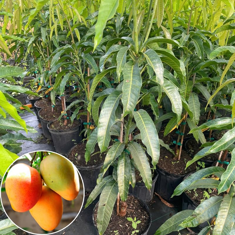 Glenn Mango Tree Live Plant, Fully Rooted in 3 Gallon Pot, Tropical Mango Fruit Tree for Indoor or Outdoor Growing