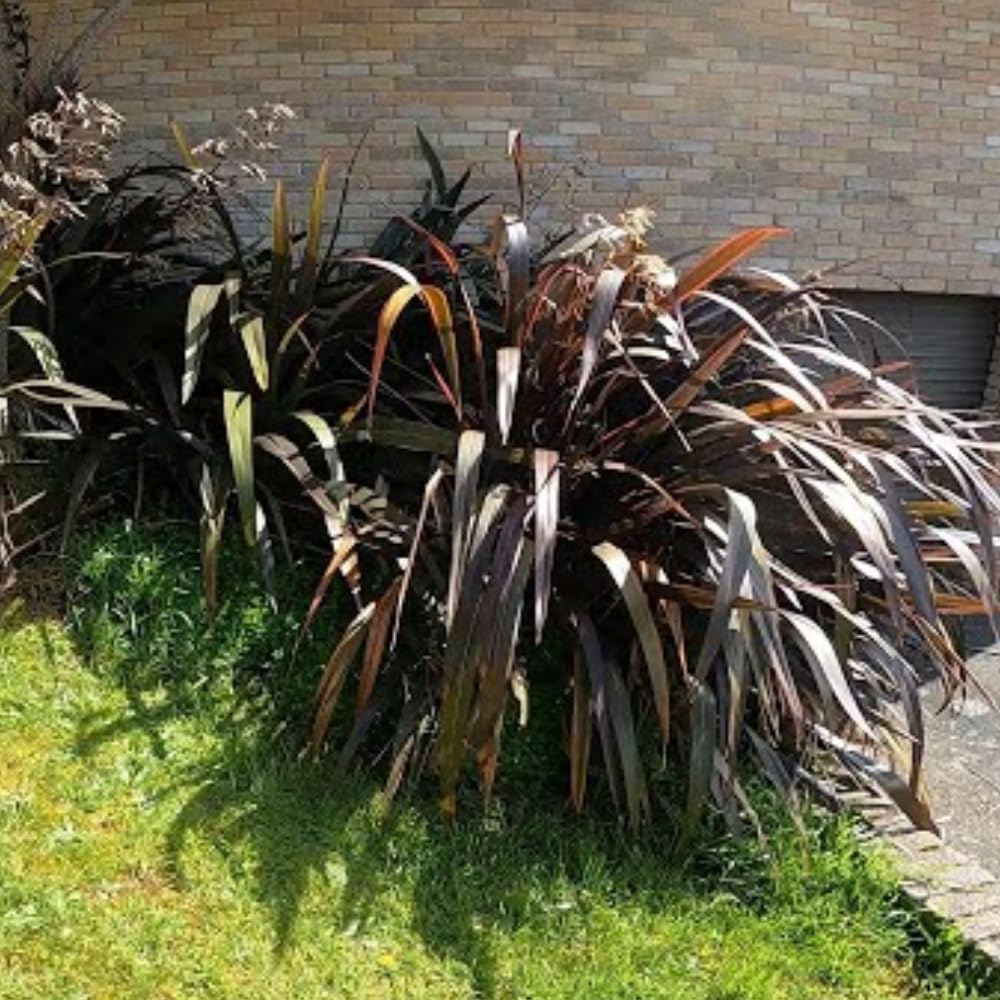 2 Fountain Grass Plants, Black Fountain Grasses for Planting Perennial, 5 to 10 Inches Tall Ornamental Grass Plant Garden Indoor Outdoor