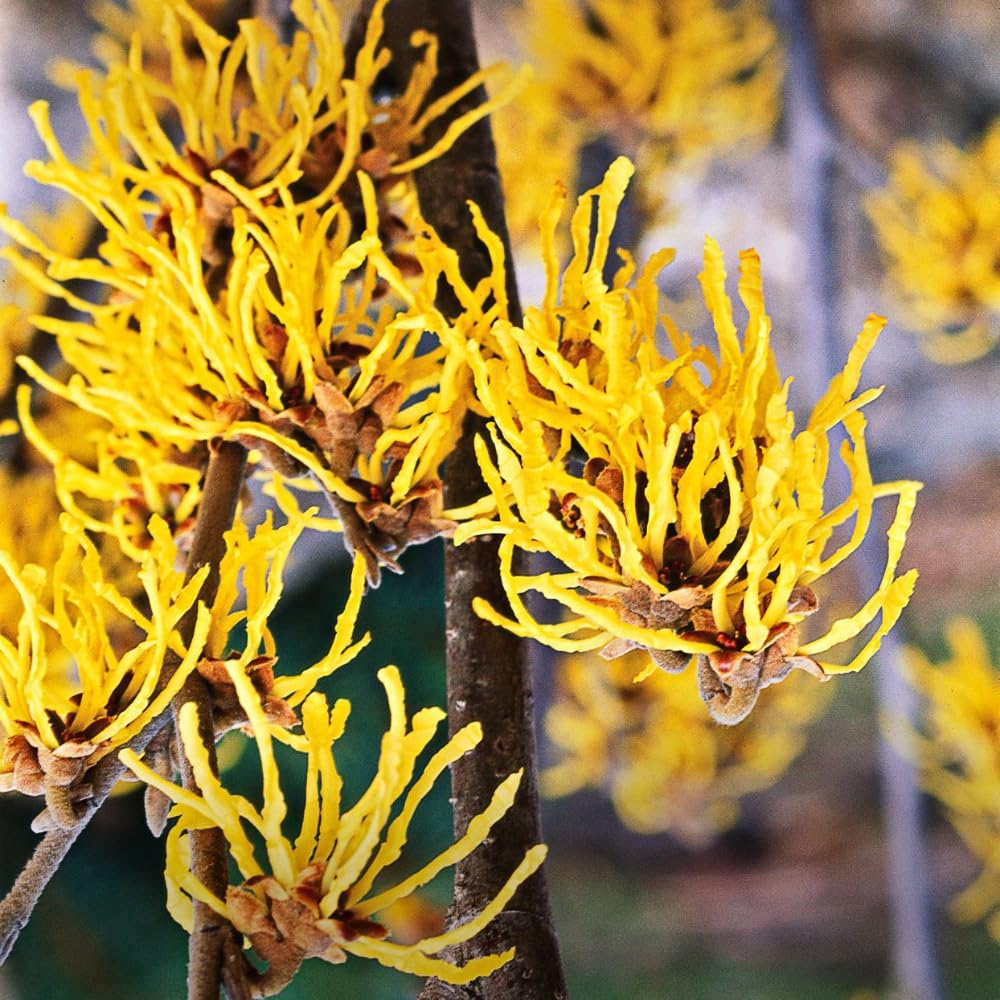 Witch Hazel Live Plant, 12 Inches Tall, Hardy Flowering Shrub for Outdoor Planting, Fragrant Winter Blooms