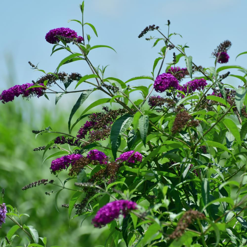 Purple Butterfly Bush Well Rooted 4-7 Inches, Butterfly Bushes Live Plants for Growing Indoor Outdoor