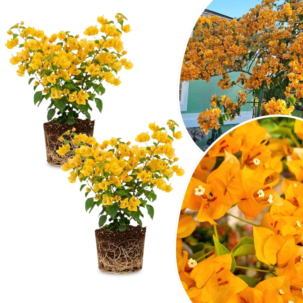 2 Bougainvillea Plants Live, Bougainvillea Flower Vine Plant, Indoor Outdoor Garden 4-7 Inches (Gold)