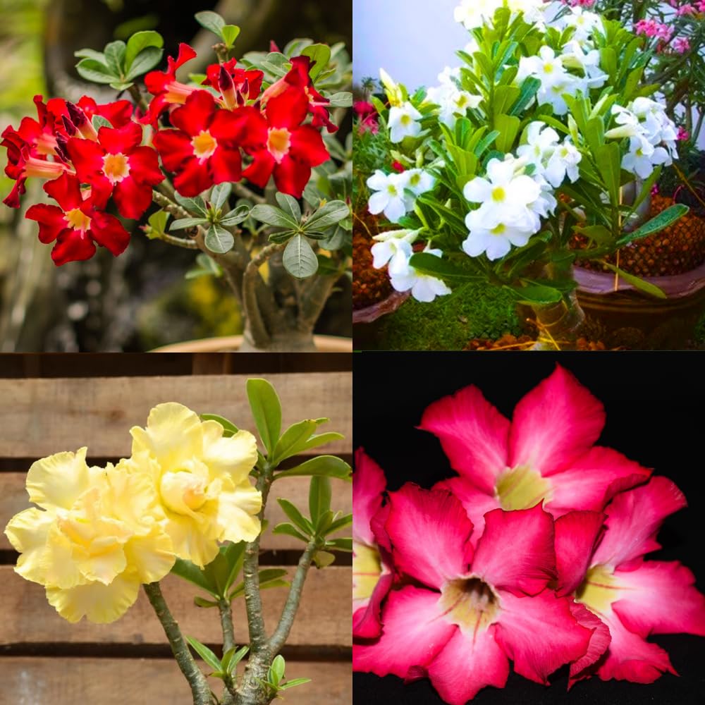 2 Desert Rose Plants Live, Mixed Adenium Obesum Desert Rose Flower Plants for Planting Indoor Outdoor Garden, 5 to 9 Inches Tall
