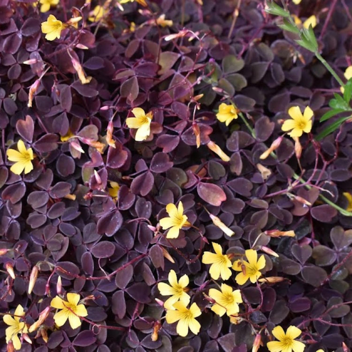 Oxalis Triangularis Live Plant, Burgundy Shamrock Houseplant with Yellow Flowers, 4-9" Tall