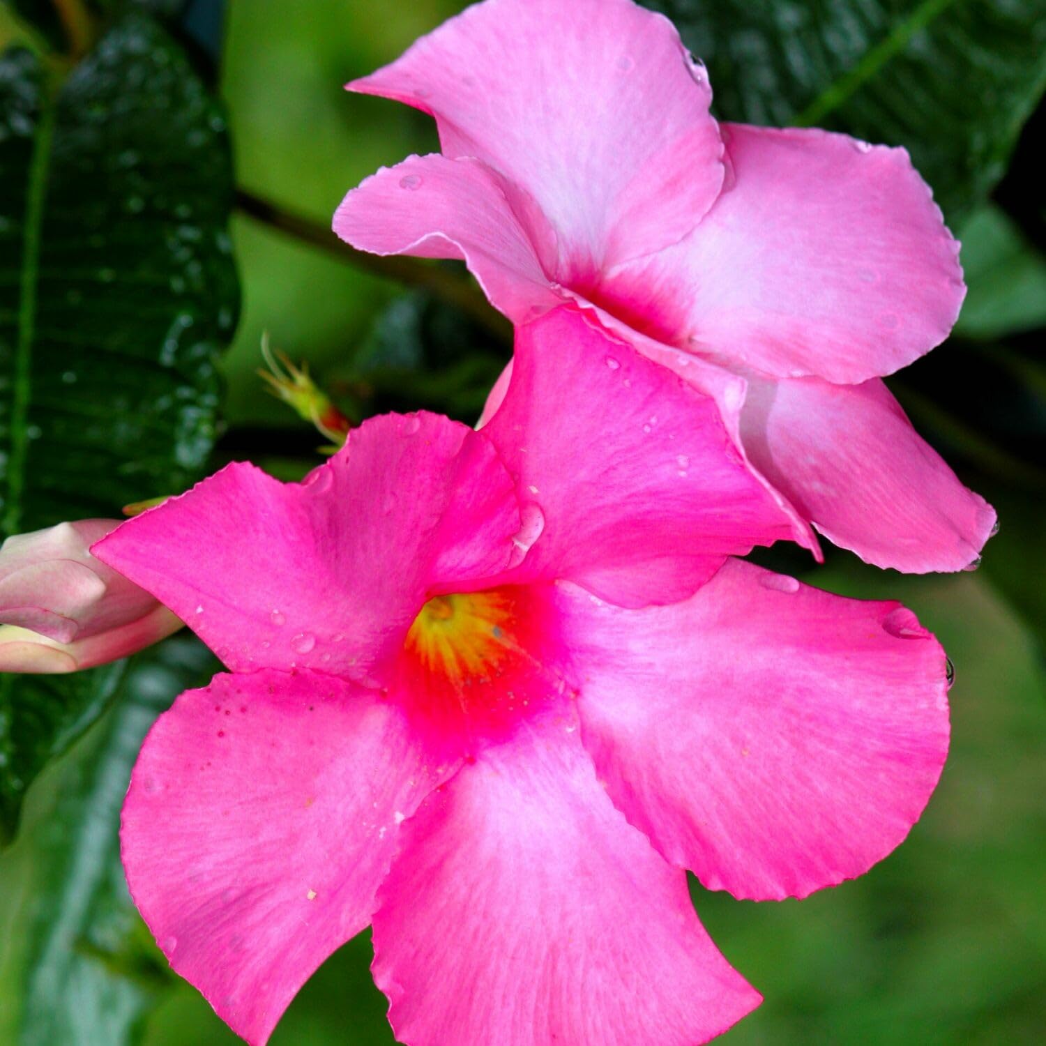 Pink Mandevilla Plants Live, 2 Plant, Mandevilla Vine Plant Growing Indoor and Outdoor from 4 to 6 Inc Tall