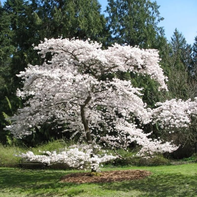 White Cherry Blossom Tree - 3 Gallon Pot, 2-3 Feet Tall Live White Pink Blossom Flowering Cherry Plant, Ornamental Tree Potted, No Ship to CA
