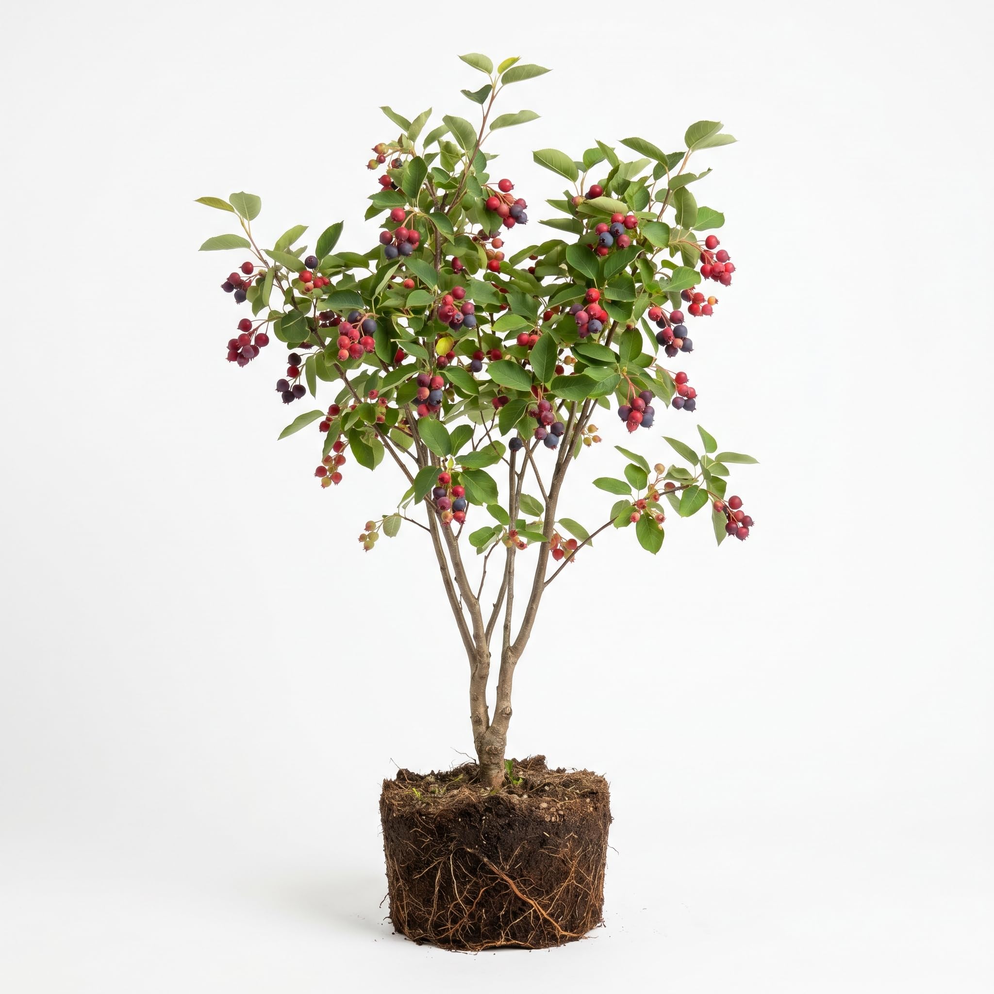 Serviceberry Tree Live Plant in Quart Pot, Purple Serviceberry Well Rooted, Hardy Fruit Tree 6-12 Inch