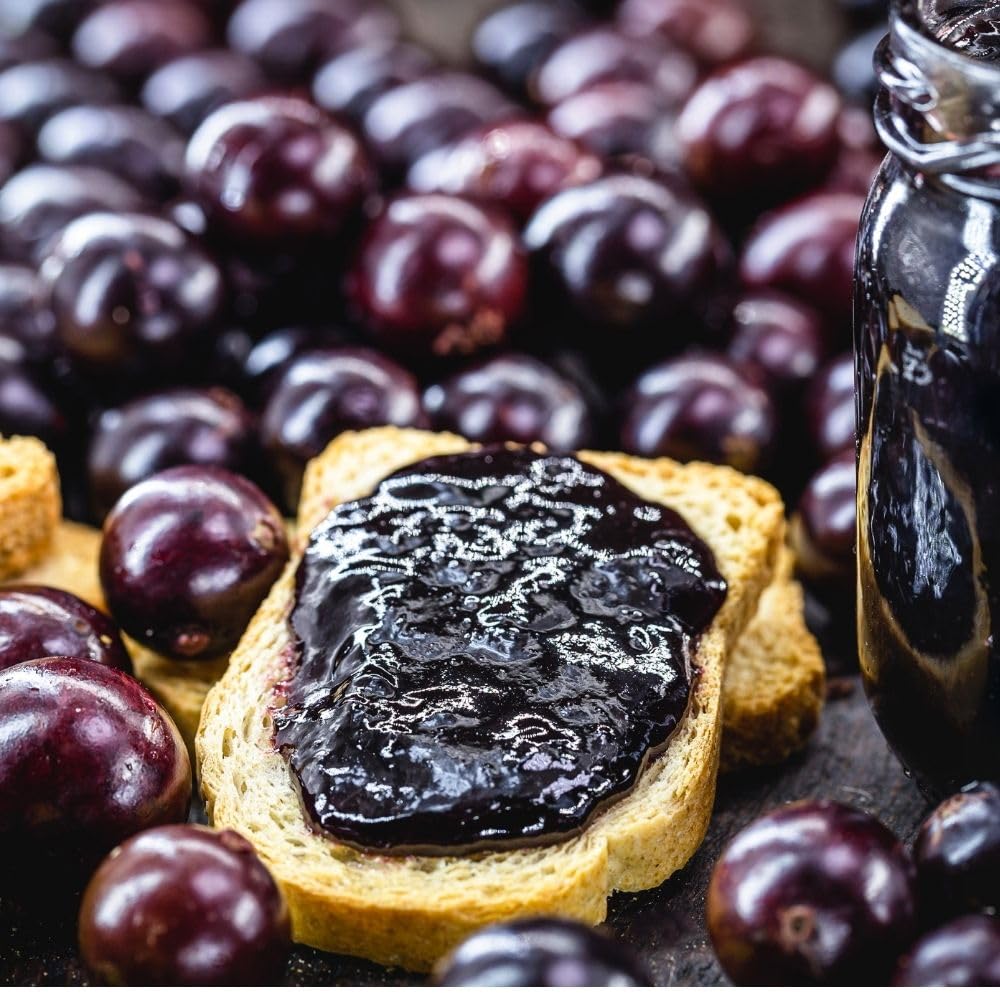 No CA, Sweet Black Jaboticaba Tree Live Plant, 2-3 Feet Tall, Jaboticaba Fruit Plants Live in 3 Gallon Pot, Jabuticaba Grapetree for Planting Outdoor Indoor, No Ship to CA