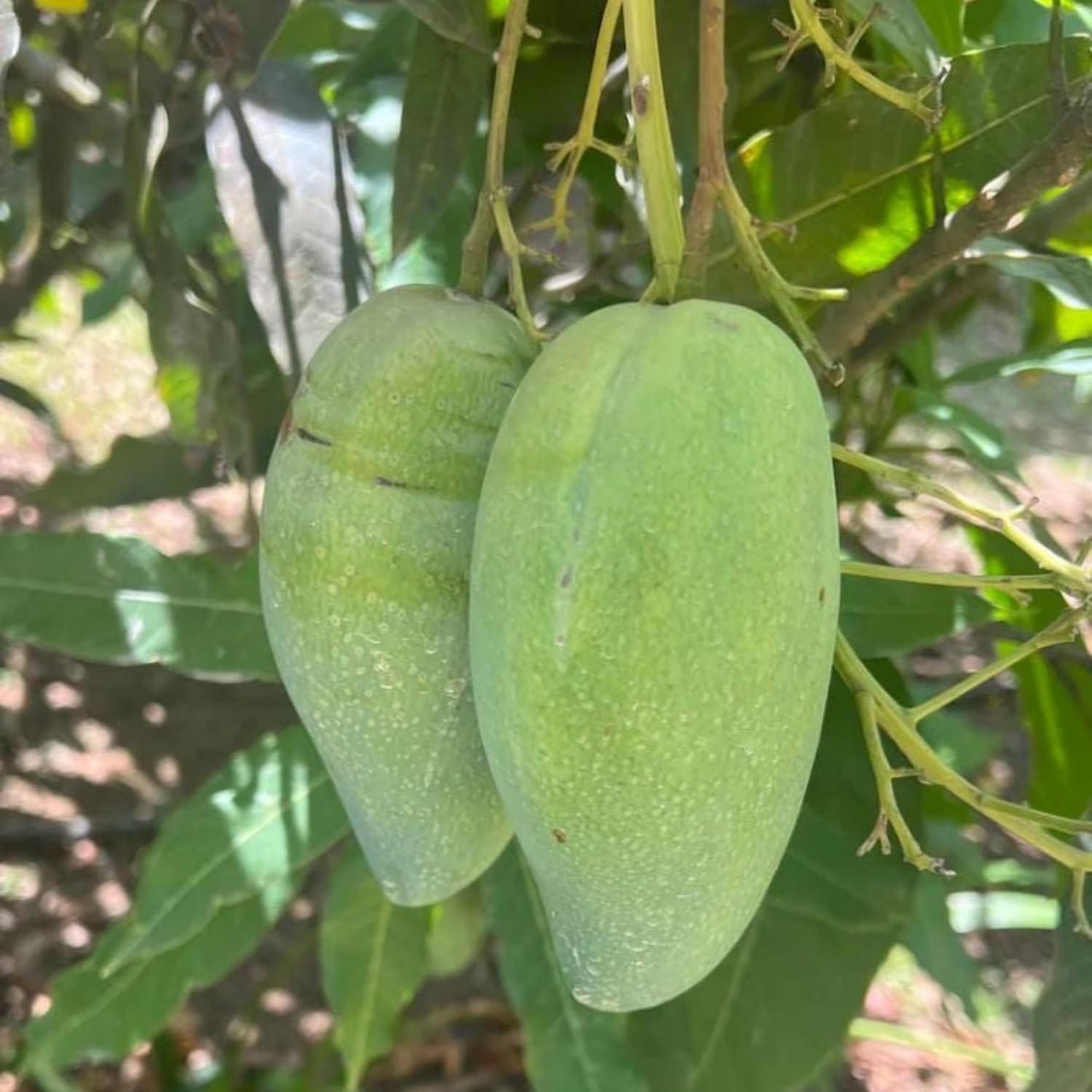 Green Mango Plant Live, Sweet Tropical Mango Live in 3 Gallon Pot, Mango Fruit Tree for Outdoor Planting, 3-4 Feet Tall, No Ship to CA