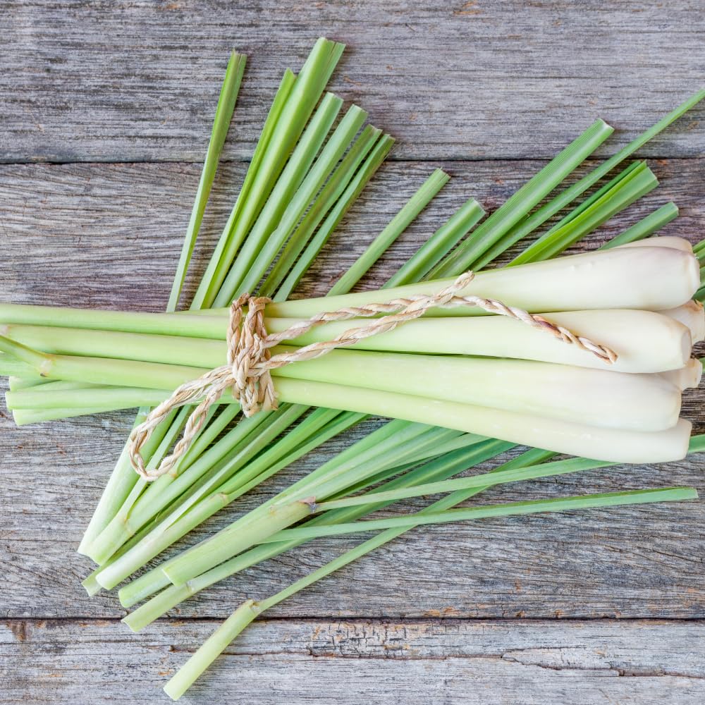 Lemon Grass Live Plant, Lemongrass Plant, 1 Gallon Pot, 1 Feet Tall, Well Rooted, Herb for Indoor Outdoor Growing, 5 Plants in Pot