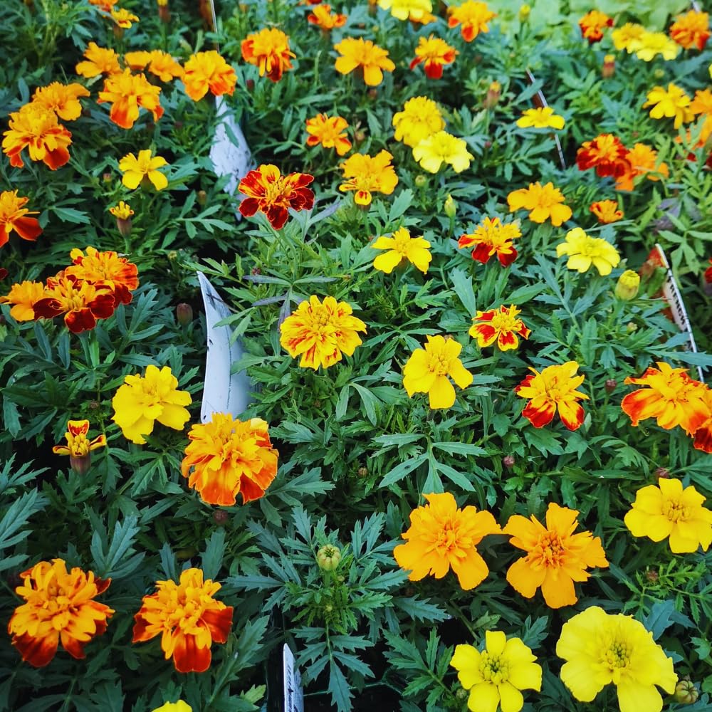 3 Orange Red Marigold Plants Live, 5 to 8 Inc Live Marigold Flower Plants