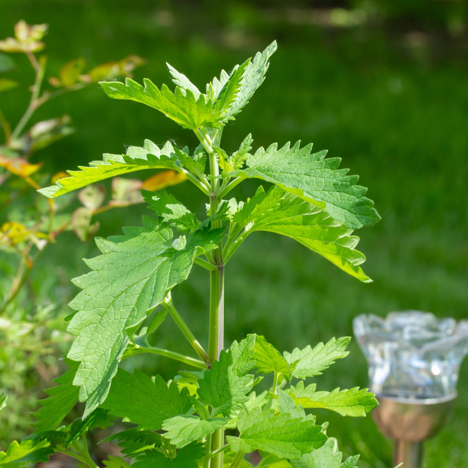 4 Live Catnip Plants, Catnip Mint Plants for Home Garden, Containers Growing, Size 3 to 6 Inch Starter Plants, No Pot, Well Rooted