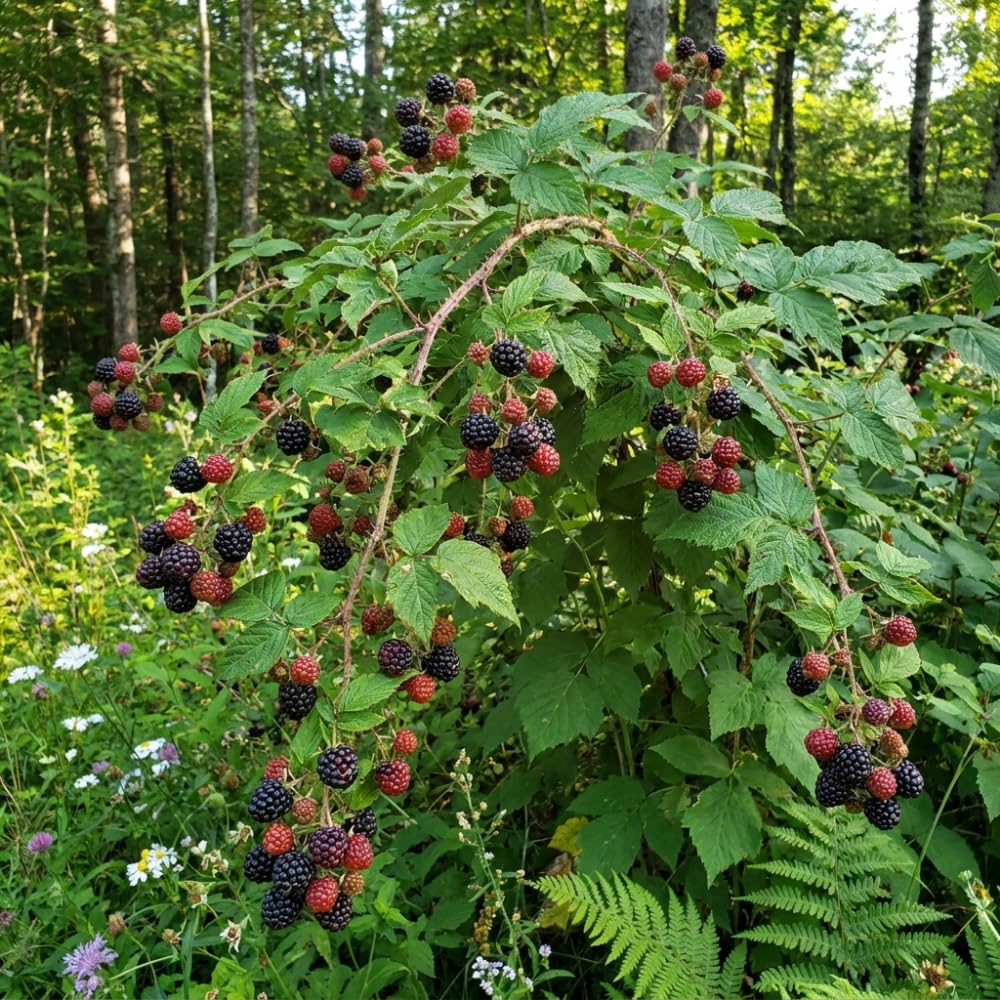 Black Raspberry Plant, Edible Berry Plant, 5-8 Inch Tall