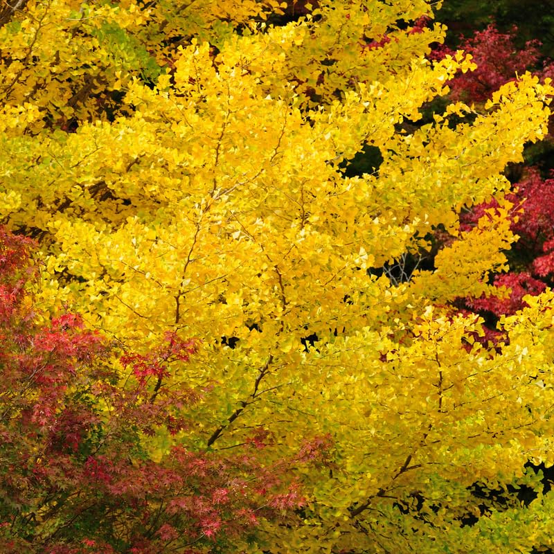 Ginkgo Tree Live in Quart Pot, 6 to 12 Inch Tall, Perennial Ginkgo Tree Live Plant Potted, Colorful Leaves, Dormant in Winter