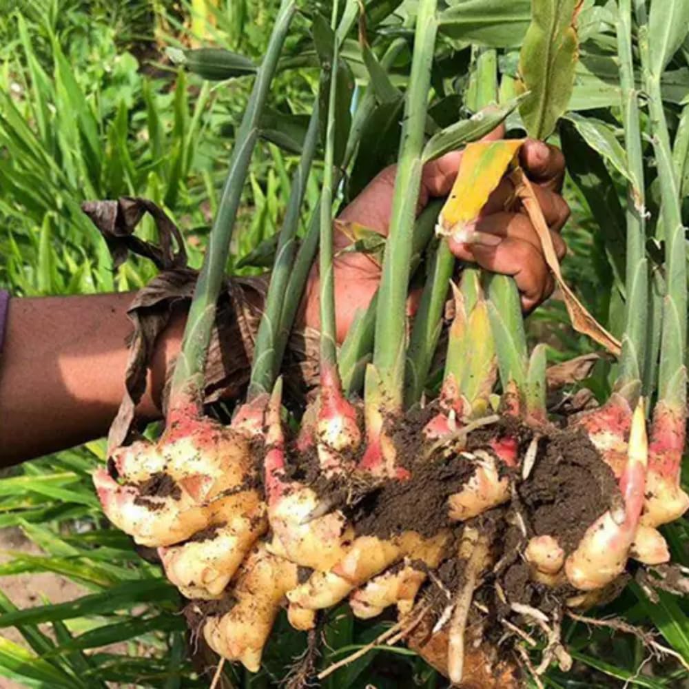 4 Hardy Galanga Thai Ginger Live Plants, Well-Rooted Starter Plant, 5 to 6 Inc Tall, Ginger Herb Plants