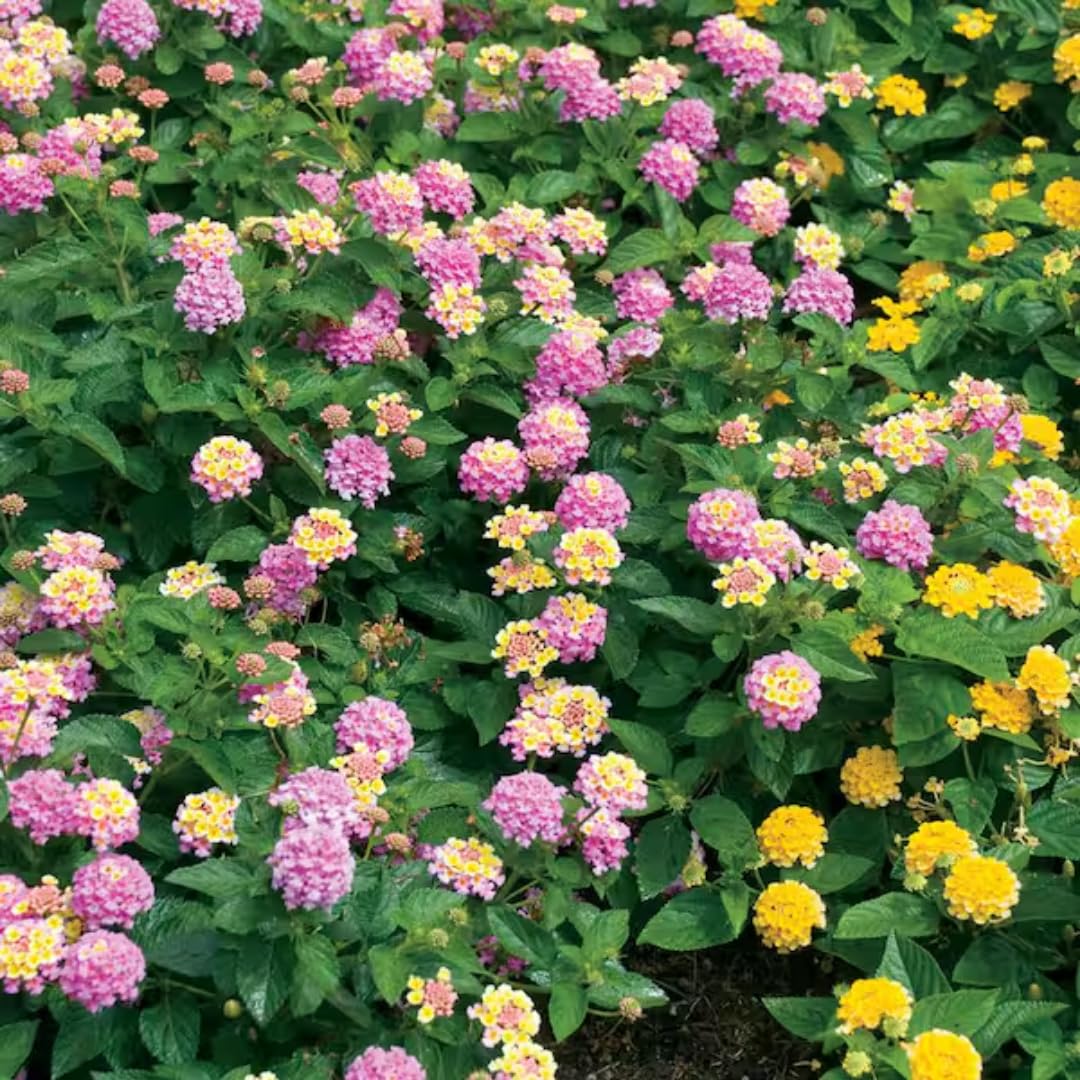 4 Mix Trailing Lantana Plants Live, Lantana Live Plants for Planting Outdoors Between 5 and 7 Inc Long Garden