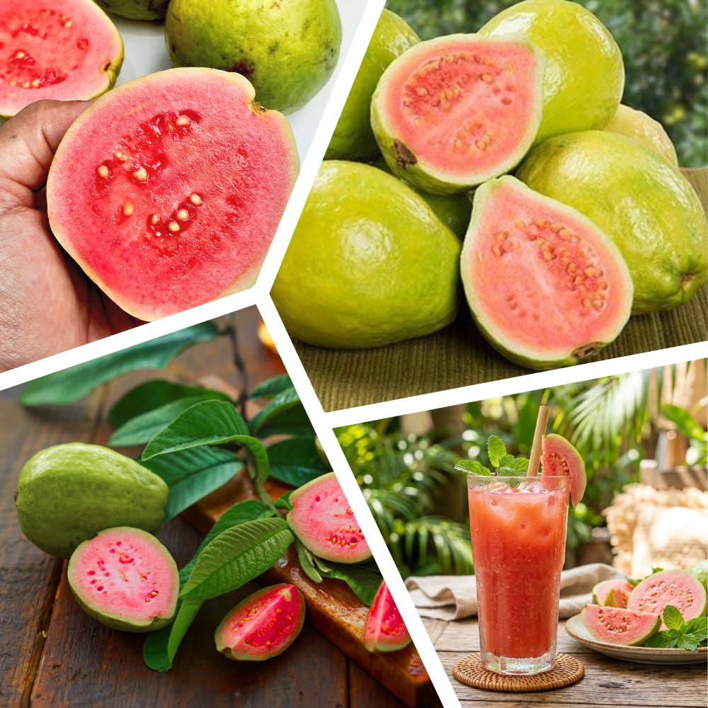 Red Guava Tree Live Plant, 1.5 Years Old Guava Plants Live for Planting, 3 Gallon Pot, 2-3 Feet Tall, Sweet Tropical Fruit Tree for Patio, Backyard and Outdoor Garden, No Ship to CA