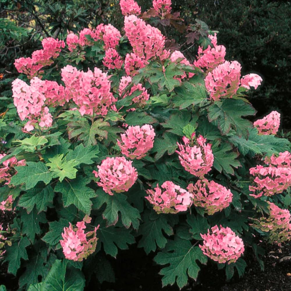 Hydrangea Live Plant, 6-12 Inch Tall, Hardy Flowering Shrub in 2.5" Pot, Outdoor Garden Hydrangea Bush (Ruby Hydrangea)