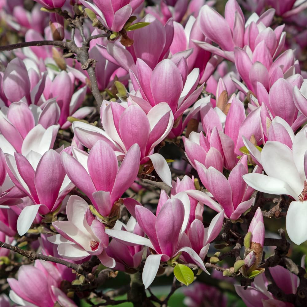 Jane Magnolia Trees Live Plants, Magnolia Tree Live, 3 Gallon Pot, 3 Feet Tall, Pink Magnolia Flowers Tree for Outdoor Garden, Landscaping, No Ship to CA