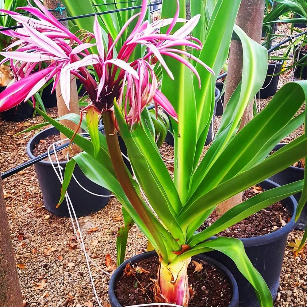 Queen Lily Plant Live, 2-2.5 Feet Tall in 1 Gallon Pot, Tall Fragrant Tropical Flowering Plant, Pink White Lilies